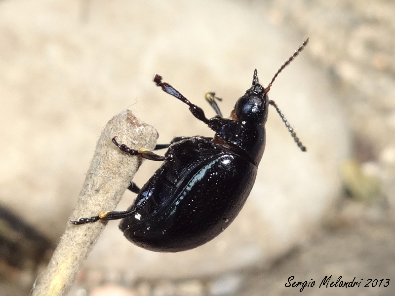 Identificazione: Chrysolina haemoptera (cf.)